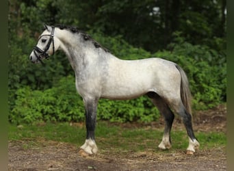 Welsh-A, Wallach, 3 Jahre, 119 cm, Blauschimmel