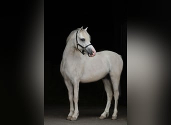 Welsh-A, Wallach, 3 Jahre, 119 cm, Cremello
