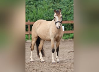 Welsh-A, Wallach, 3 Jahre, 120 cm, Falbe