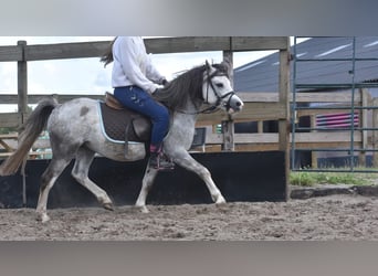 Welsh-A, Wallach, 3 Jahre, 120 cm, Schimmel