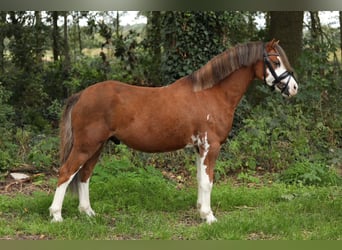 Welsh-A, Wallach, 3 Jahre, 122 cm, Fuchs