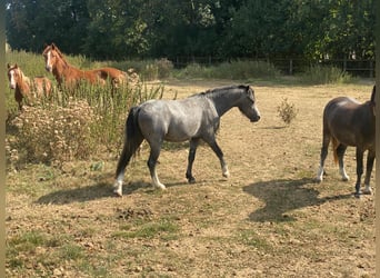 Welsh-A, Wallach, 3 Jahre, 122 cm, Schimmel