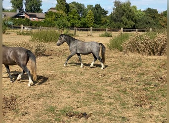 Welsh-A, Wallach, 3 Jahre, 122 cm, Schimmel