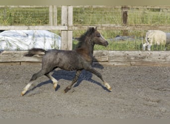 Welsh-A, Wallach, 3 Jahre, 122 cm, Schimmel