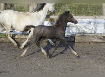 Welsh-A, Wallach, 3 Jahre, 122 cm, Schimmel