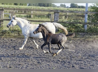 Welsh-A, Wallach, 3 Jahre, 122 cm, Schimmel