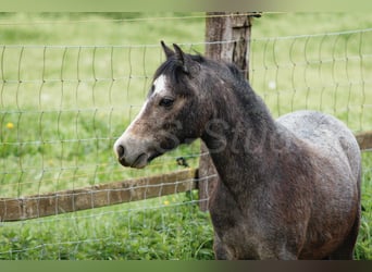 Welsh-A, Wallach, 3 Jahre, 122 cm, Schimmel
