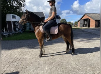 Welsh-A, Wallach, 3 Jahre, 123 cm, Dunkelbrauner