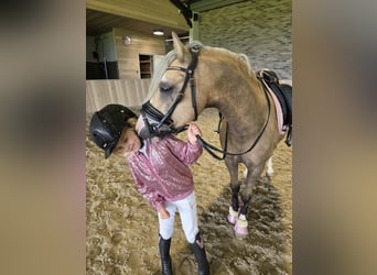 Welsh-A, Wallach, 3 Jahre, 123 cm, Palomino