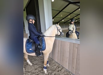 Welsh-A, Wallach, 3 Jahre, 123 cm, Palomino