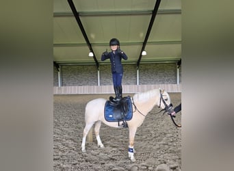 Welsh-A, Wallach, 3 Jahre, 123 cm, Palomino
