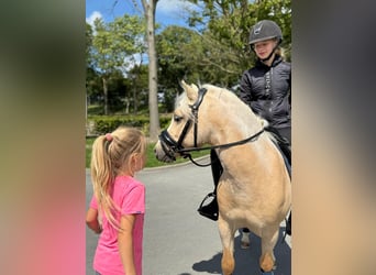 Welsh-A, Wallach, 3 Jahre, 123 cm, Palomino