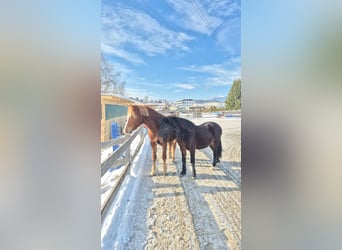 Welsh-A, Wallach, 3 Jahre, 125 cm, Dunkelbrauner