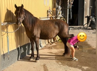 Welsh-A, Wallach, 3 Jahre, 125 cm, Rappe