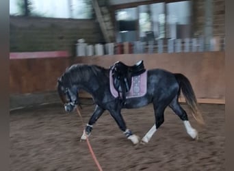 Welsh-A, Wallach, 3 Jahre, 130 cm, Brauner