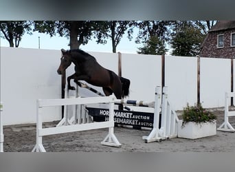 Welsh-A, Wallach, 3 Jahre, 151 cm, Dunkelbrauner