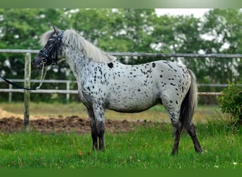 Welsh-A, Wallach, 4 Jahre, 110 cm, Tigerschecke