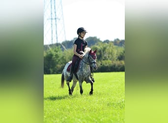 Welsh-A, Wallach, 4 Jahre, 110 cm, Tigerschecke