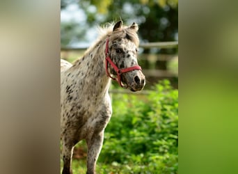 Welsh-A, Wallach, 4 Jahre, 110 cm, Tigerschecke