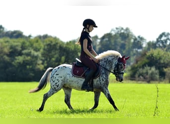Welsh-A, Wallach, 4 Jahre, 110 cm, Tigerschecke
