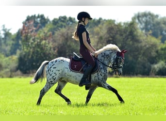 Welsh-A, Wallach, 4 Jahre, 110 cm, Tigerschecke