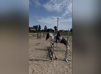 Welsh-A Mix, Wallach, 4 Jahre, 112 cm, Schecke