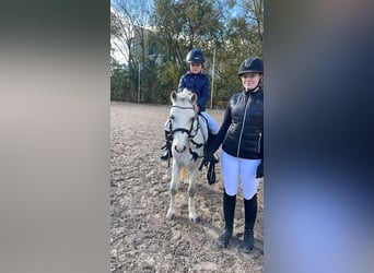 Welsh-A, Wallach, 4 Jahre, 115 cm, Schimmel