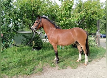 Welsh-A, Wallach, 4 Jahre, 116 cm, Brauner