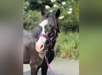 Welsh-A, Wallach, 4 Jahre, 116 cm, Rappe
