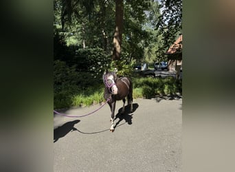 Welsh-A, Wallach, 4 Jahre, 116 cm, Rappe