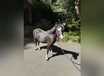 Welsh-A, Wallach, 4 Jahre, 116 cm, Rappe
