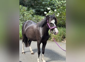Welsh-A, Wallach, 4 Jahre, 116 cm, Rappe