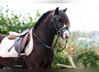 Welsh-A, Wallach, 4 Jahre, 116 cm, Rappe