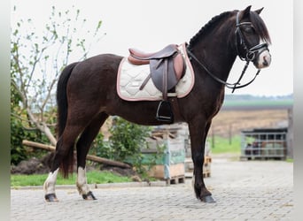 Welsh-A, Wallach, 4 Jahre, 116 cm, Rappe