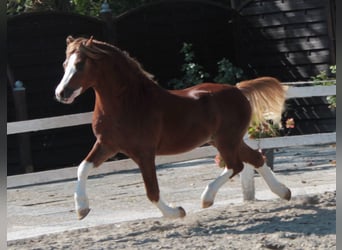 Welsh-A, Wallach, 4 Jahre, 117 cm, Fuchs