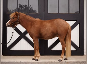 Welsh-A Mix, Wallach, 4 Jahre, 117 cm, Rotfuchs