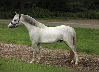 Welsh-A Mix, Wallach, 4 Jahre, 117 cm, Schimmel