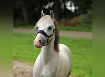 Welsh-A Mix, Wallach, 4 Jahre, 117 cm, Schimmel