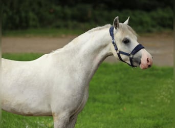 Welsh-A Mix, Wallach, 4 Jahre, 117 cm, Schimmel