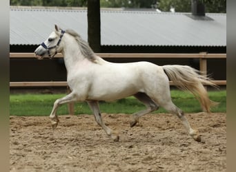 Welsh-A Mix, Wallach, 4 Jahre, 117 cm, Schimmel
