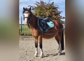 Welsh-A, Wallach, 4 Jahre, 118 cm, Brauner