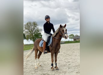 Welsh-A, Wallach, 4 Jahre, 118 cm, Palomino
