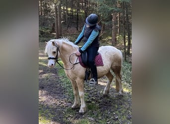 Welsh-A, Wallach, 4 Jahre, 120 cm, Palomino