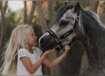 Welsh-A, Wallach, 4 Jahre, 120 cm, Schimmel