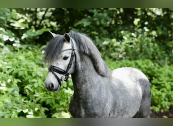 Welsh-A, Wallach, 4 Jahre, 120 cm, Schimmel