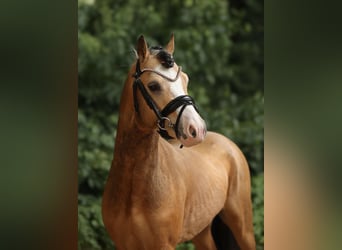 Welsh-A, Wallach, 4 Jahre, 121 cm, Buckskin