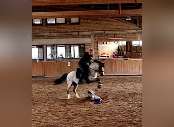 Welsh-A, Wallach, 4 Jahre, 122 cm, Rotschimmel