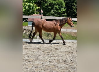 Welsh-A, Wallach, 4 Jahre, 123 cm, Brauner