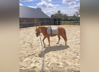 Welsh-A, Wallach, 4 Jahre, 123 cm, Fuchs