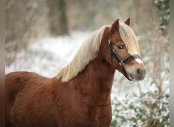 Welsh-A, Wallach, 4 Jahre, 123 cm, Fuchs